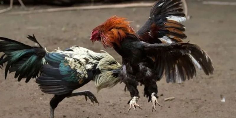 Đá gà C1 tại 99OK