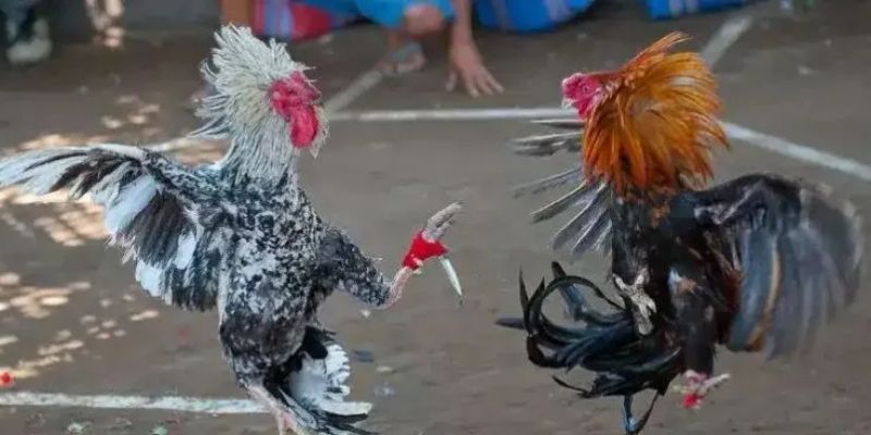 Đá gà cựa dao tại 99OK